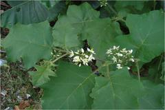 Solanum torvum